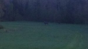 Två älgar på gärde