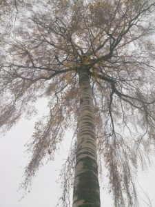 birch