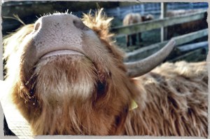 highland cattle 