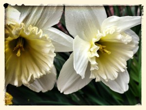 narcissus