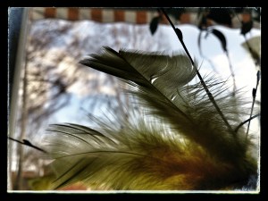 feathers