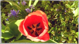 tulip 