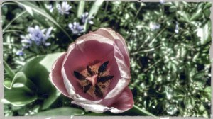 tulip 