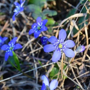 hepatica