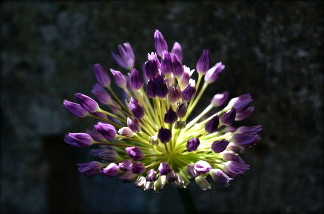 allium