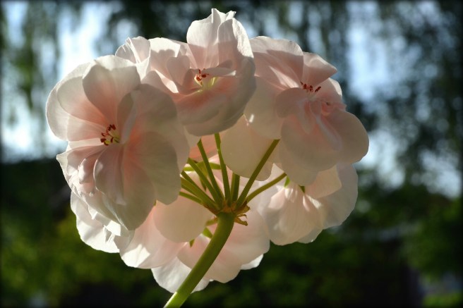 geranium 