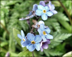 forgetmenot 