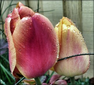 tulips 