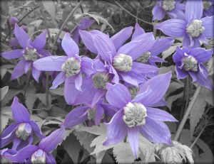 clematis 