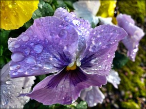 DSC_1570_1_20140520175131629