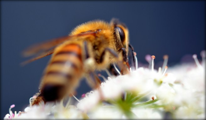 bee