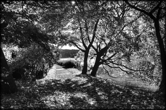 monochrome tree .jpg image