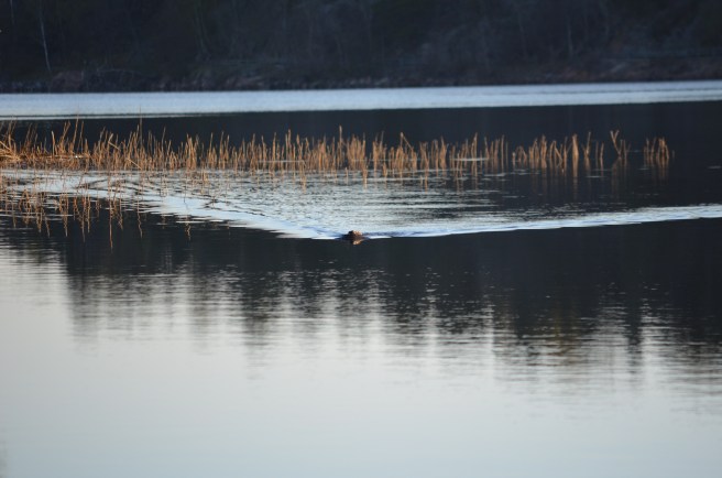 beaver approaching