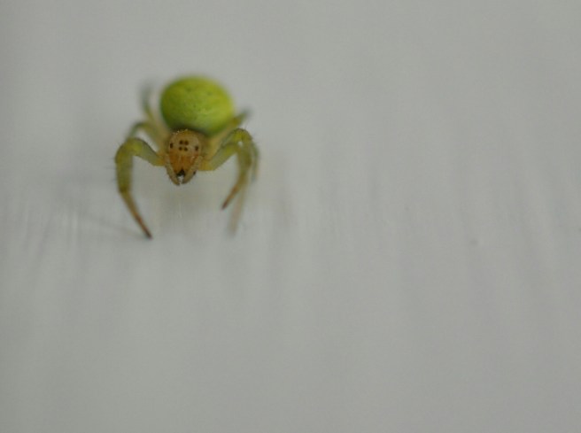 green spider.jpg image
